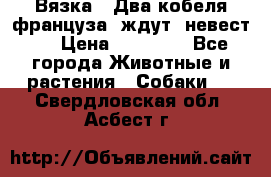  Вязка ! Два кобеля француза ,ждут  невест.. › Цена ­ 11 000 - Все города Животные и растения » Собаки   . Свердловская обл.,Асбест г.